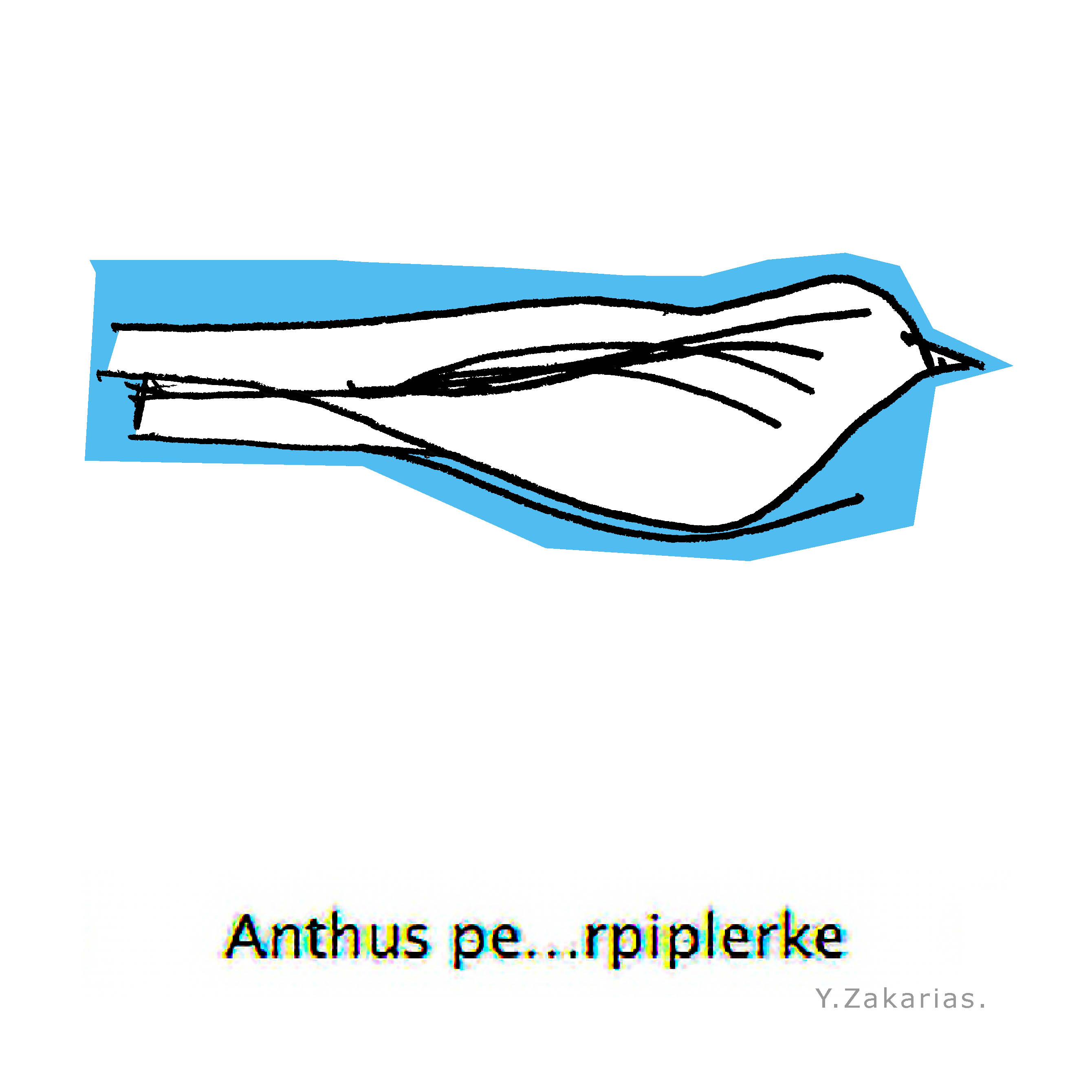 Line drawing of bird abstract contours on blue background